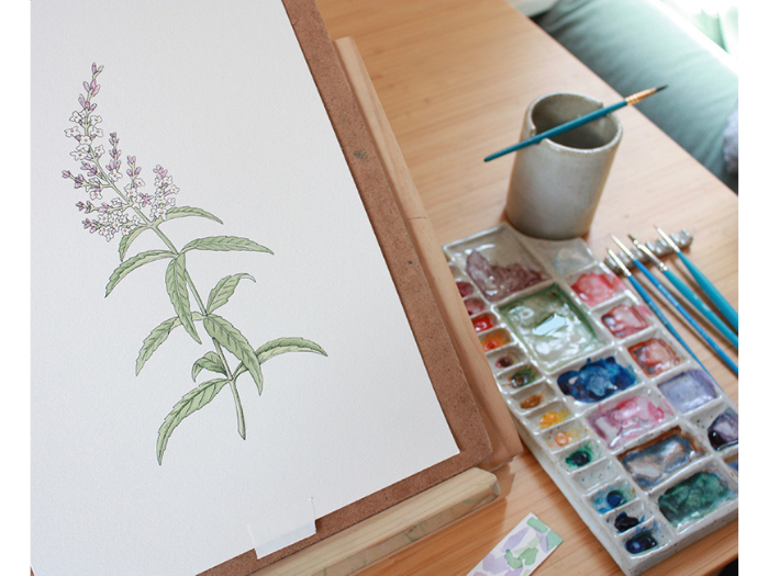 Botanical Watercolors