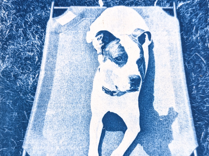 Cyanotype Portraits at Lillstreet Art Center