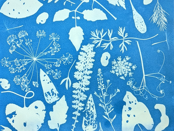 Cyanotype Workshop: Printing with UV Light