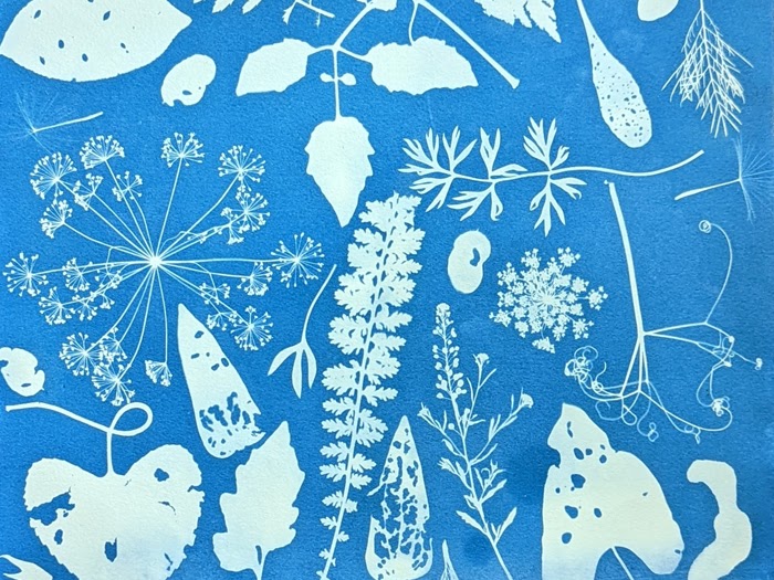 Printing with the Sun: Cyanotypes
